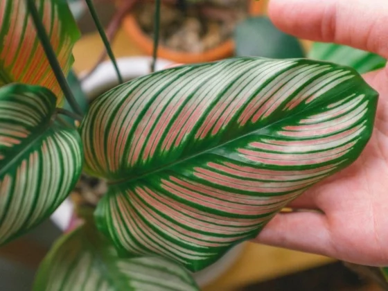 Calathea Plant Care: Essential Tips for Healthy Growth