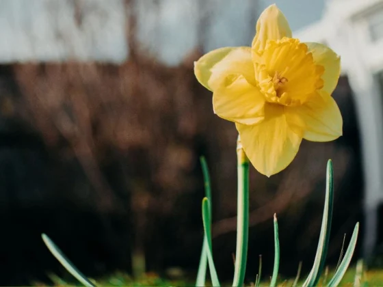 Daffodil Flower Guide: Everything You Need to Know