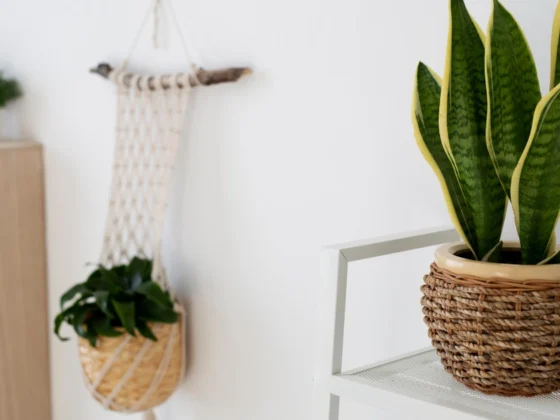snake plant planters