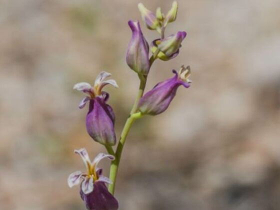 Mountain Jewel Plant: A Guide to Its History and Conservation