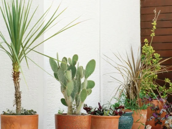 Dragon Tree Care: How to Grow and Maintain Dracaena Plants