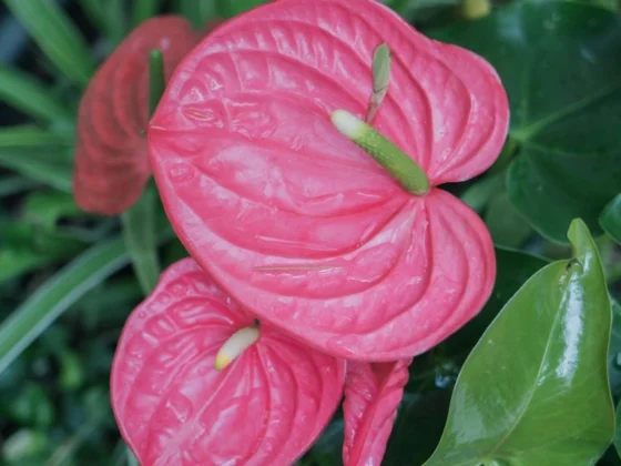 Flamingo Flower Plant Guide: Tips for Thriving Anthurium Plants