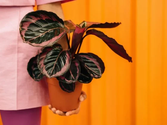 Calathea Couture Purple: Care and Maintenance Guide