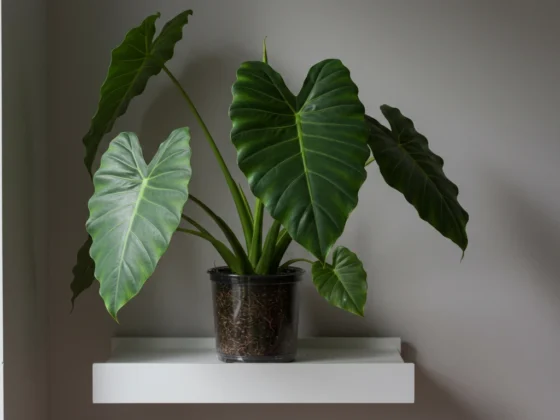 elephant ear plant care
