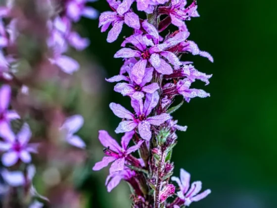 Invasive Plant Species UK: Identification and Impact Guide