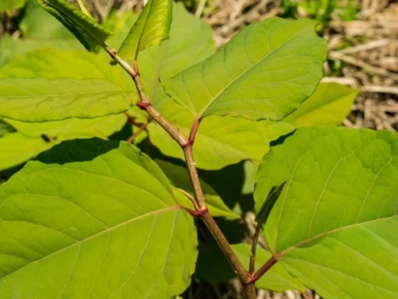 Japanese Knotweed Identification Guide: How to Spot Knotweed Easily