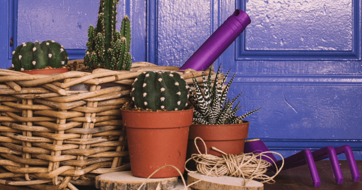 cactus plants